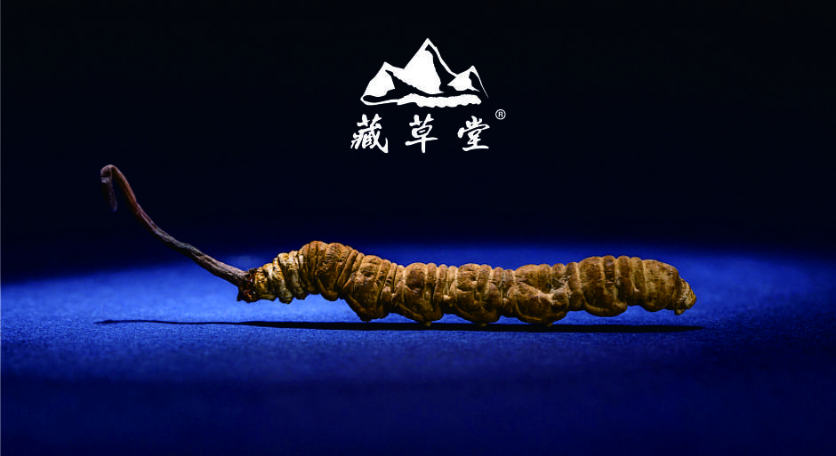 冬蟲夏草行業(yè)的回顧與未來(lái)展望