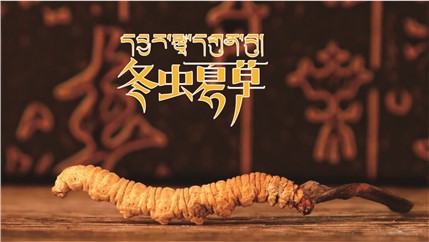 那曲新鮮冬蟲夏草什么時(shí)候采挖？